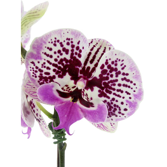  Large Spotty Phalaenopsis  - Standard