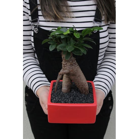 Ficus Bonsai - Standard