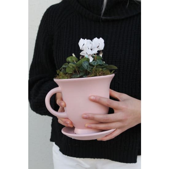 Little Cute-Tea Mini Cyclamen - Standard