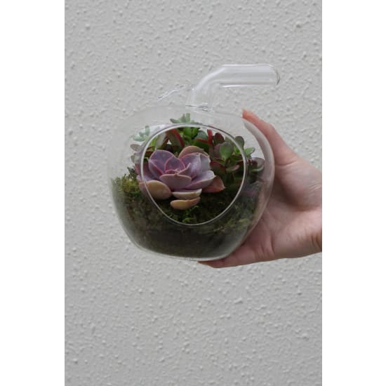 Apple Of My Eye Terrarium - Standard