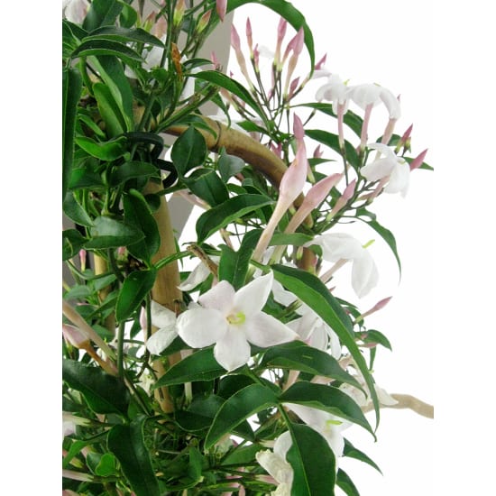 All That Jasmine Plant - Standard