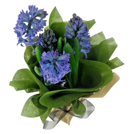 Purple Hyacinth In Hessian Bag - Standard