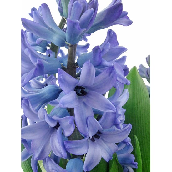 Purple Hyacinth In Hessian Bag - Standard