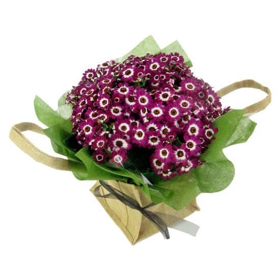 Cheerful Cineraria Plant  - Standard