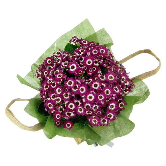 Cheerful Cineraria Plant  - Standard