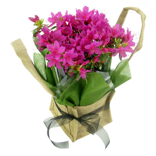 Pink Azalea Plant - Standard