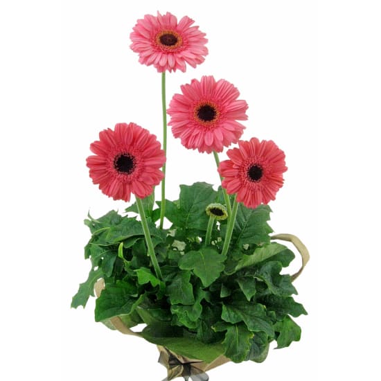 Glorious Gerbera Plant - Standard