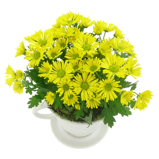 Yellow Chrysanthemum Tea Cup - Standard