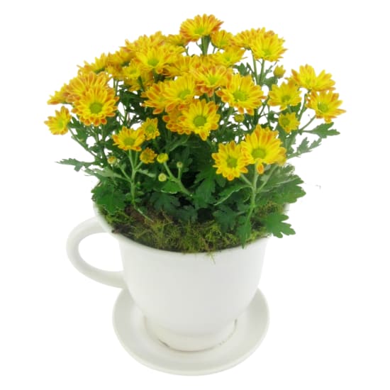 Orange Chrysanthemum Tea Cup - Standard