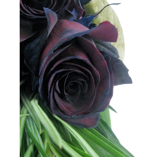 Nightfall Roses - Standard