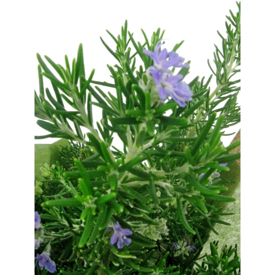 Perfect Pick Rosemary Plant - Standard