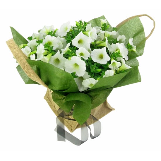 Plucky Petunia Plant - Standard