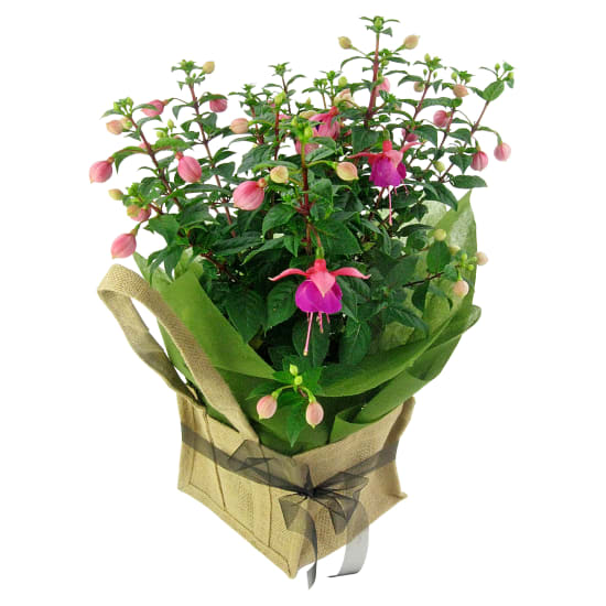 Fabulous Fuschia Plant - Standard
