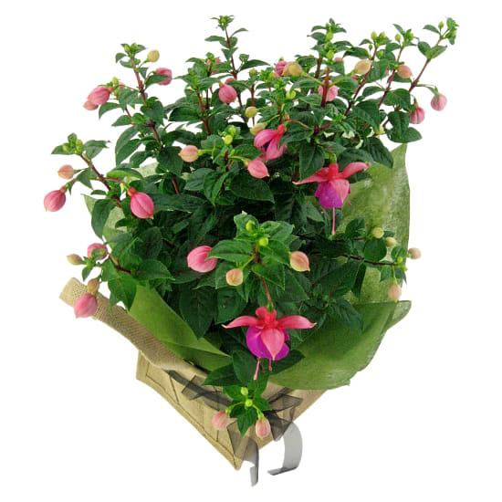 Fabulous Fuschia Plant - Standard