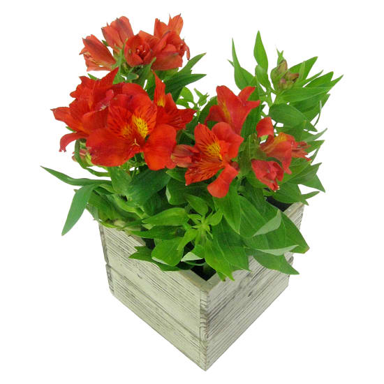  Amazing Alstroemeria Plant  - Standard