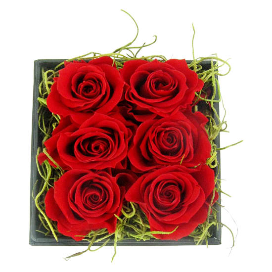 Preserved Roses In Rows - Standard