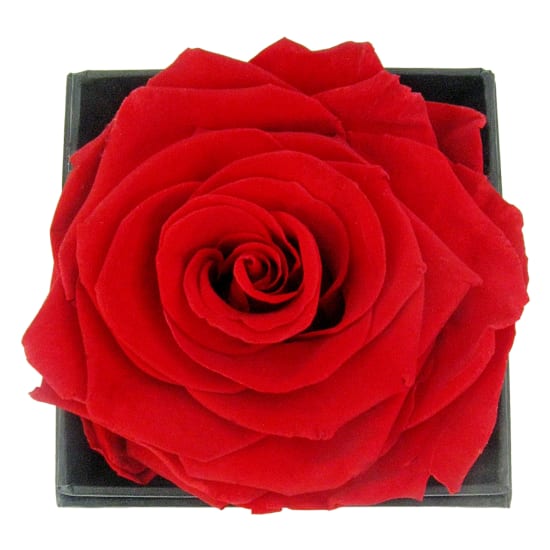 One And Only Preserved Rose - Standard