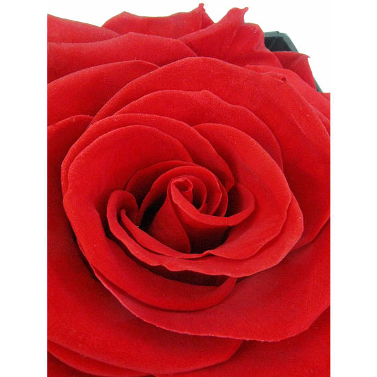 One And Only Preserved Rose - Standard