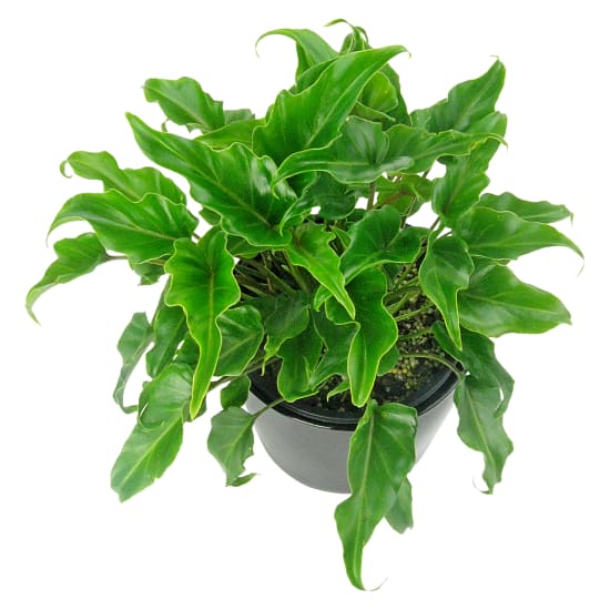  Fantastic Philodendron - Standard