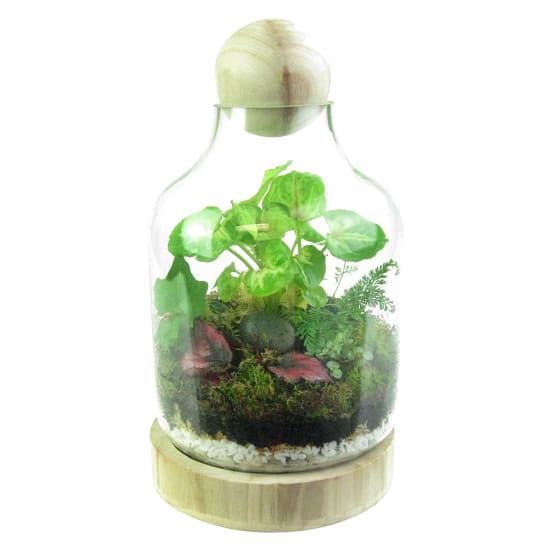 Tropical Forest Terrarium - Standard