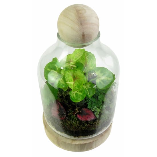 Tropical Forest Terrarium - Standard