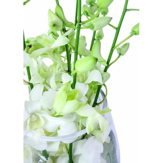 Mother's Day Elegant Orchids - Standard