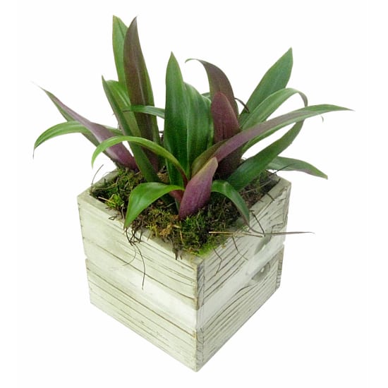 Green Up Plant Trio - Standard