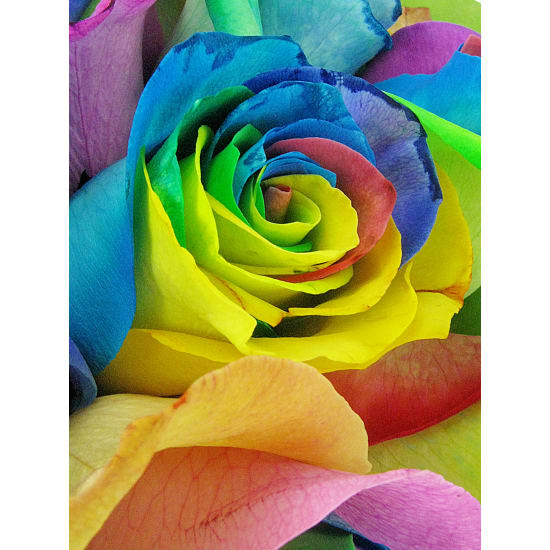 So Fancy - Rainbow Roses - Standard