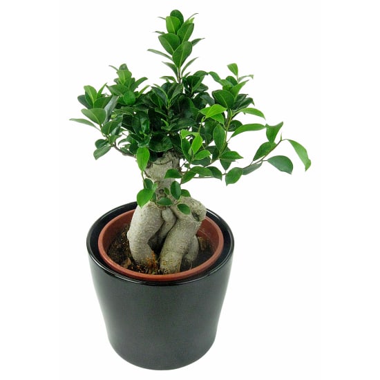 Large Bonsai - Standard