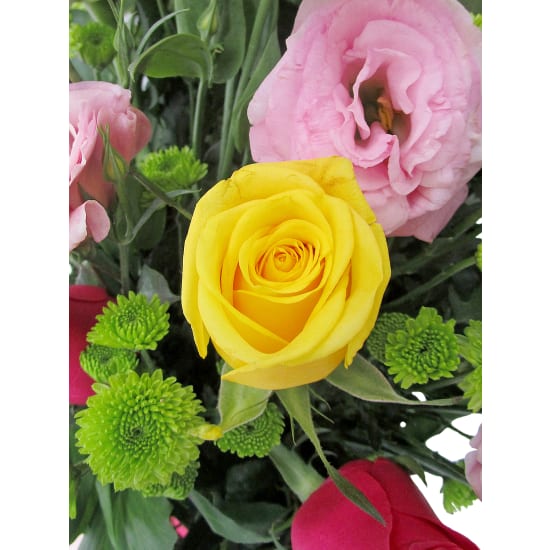 Boundless Beauty - Standard