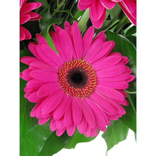 Artist's Palette - Standard