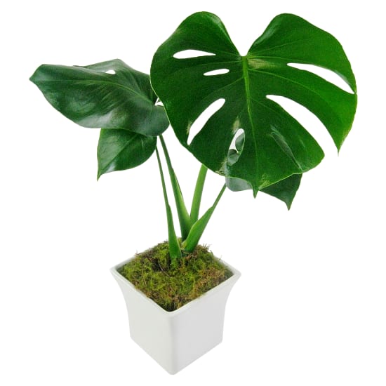 White Ceramic Monstera  - Standard