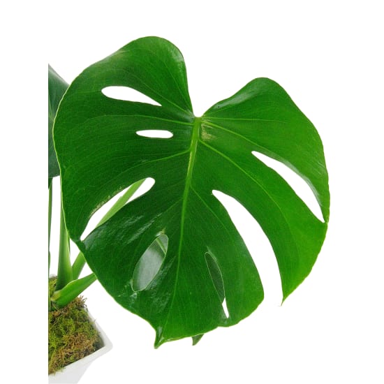 White Ceramic Monstera  - Standard