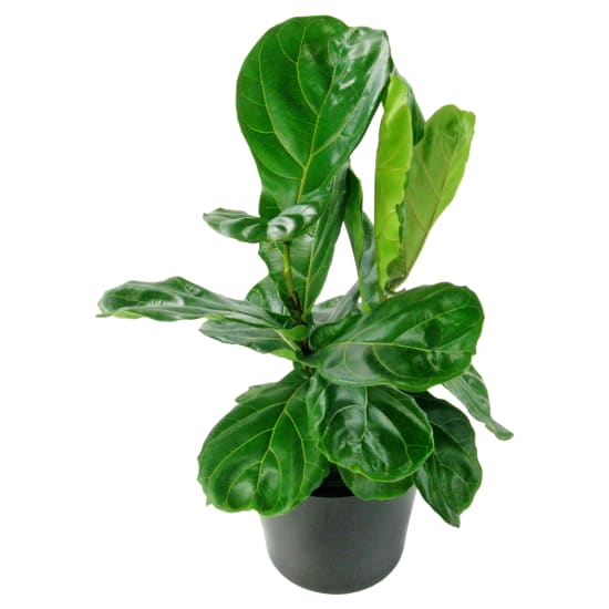 Fiddle Leaf Fig - Standard