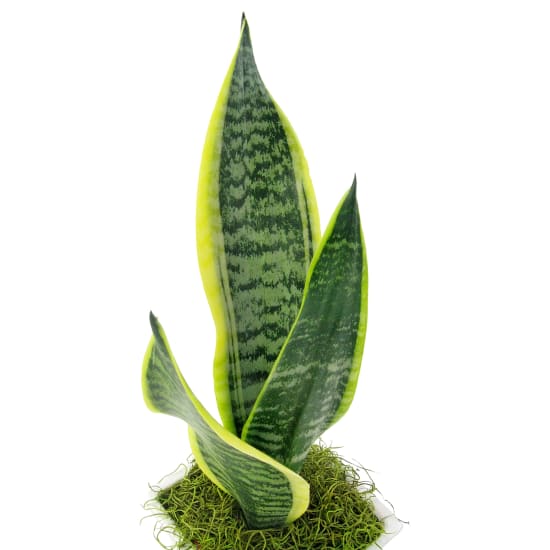 White Ceramic Sanseveria - Standard