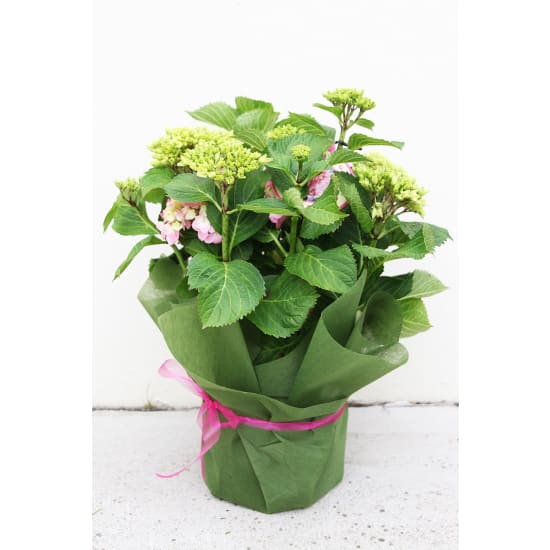 Hydrangea Plant - Standard