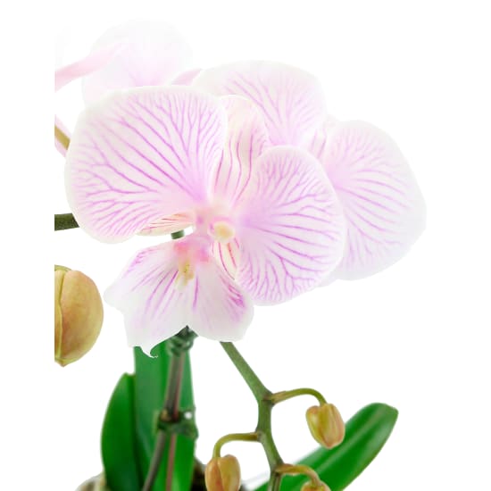 Phalaenopsis Vase - Standard