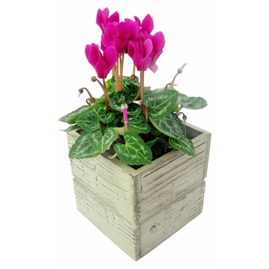 Adorable Mini Cyclamen - Standard
