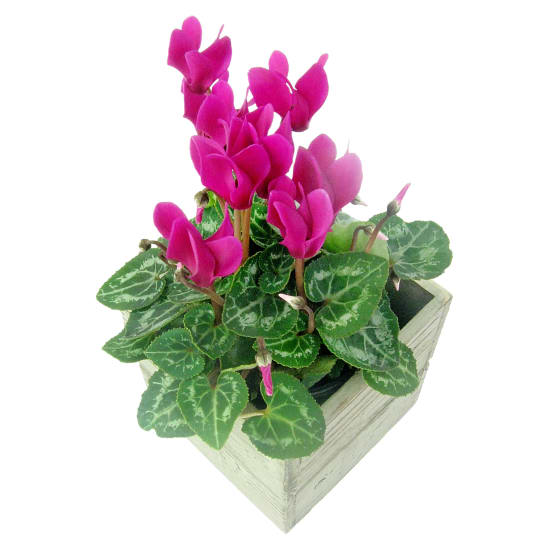 Adorable Mini Cyclamen - Standard