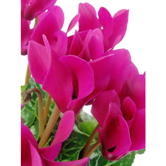 Adorable  Cyclamen - Standard