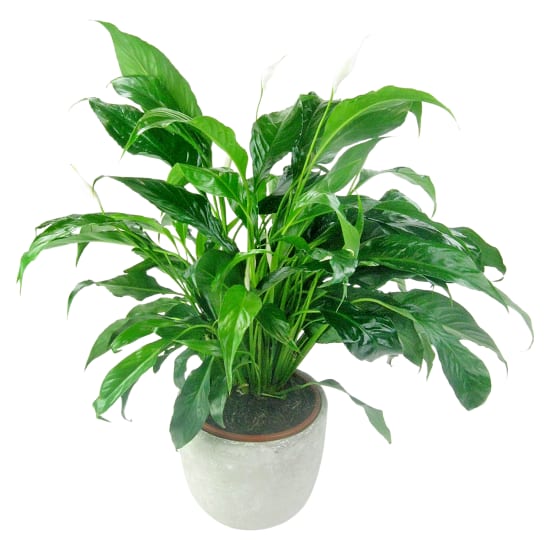 Perpetua Peace Lily - Standard