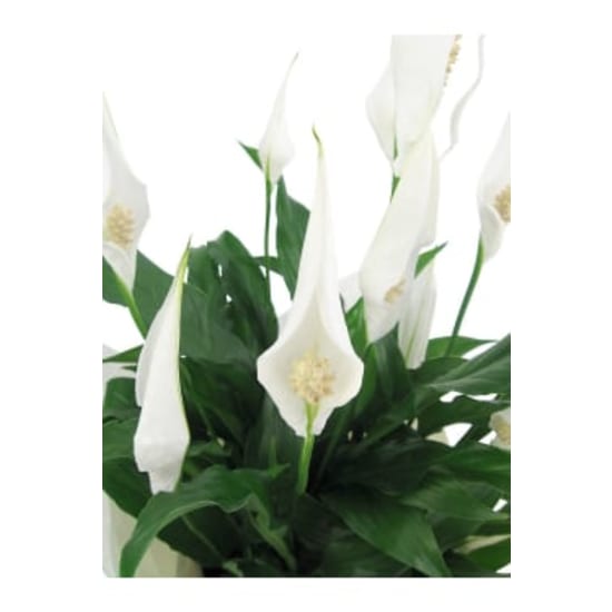 Perpetua Peace Lily - Standard