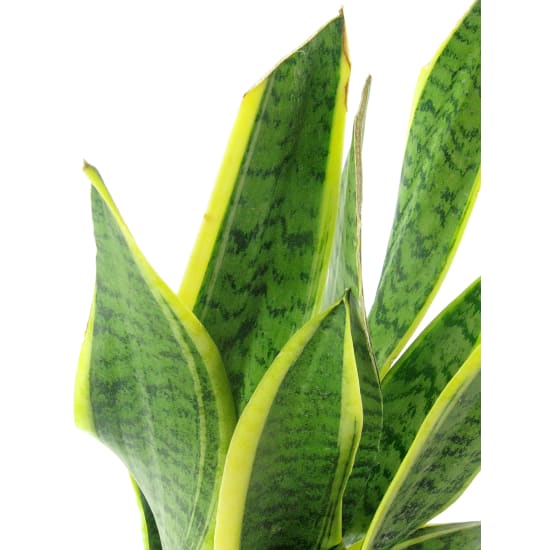 Bowstring Snake Plant - Standard