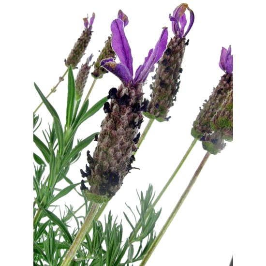Deluxe Potted Lavender - Standard