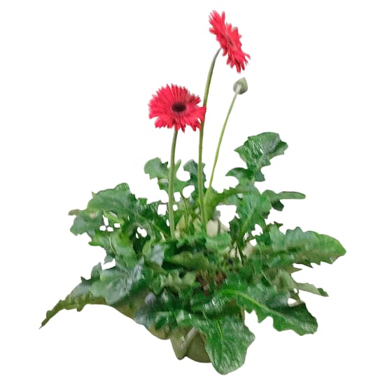 Glorious Gerbera Plant- Large - Standard