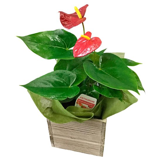 Alluring Anthurium Plant  - Standard