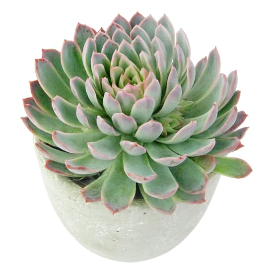 Geometric Succulent - Standard