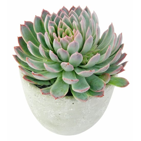 Geometric Succulent - Standard