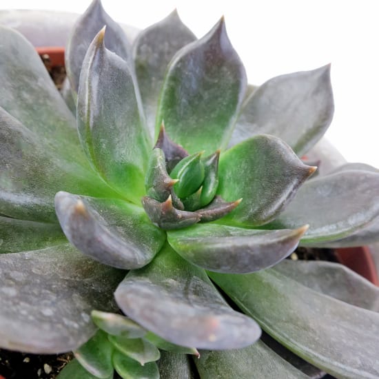 Black Prince Succulent - Standard