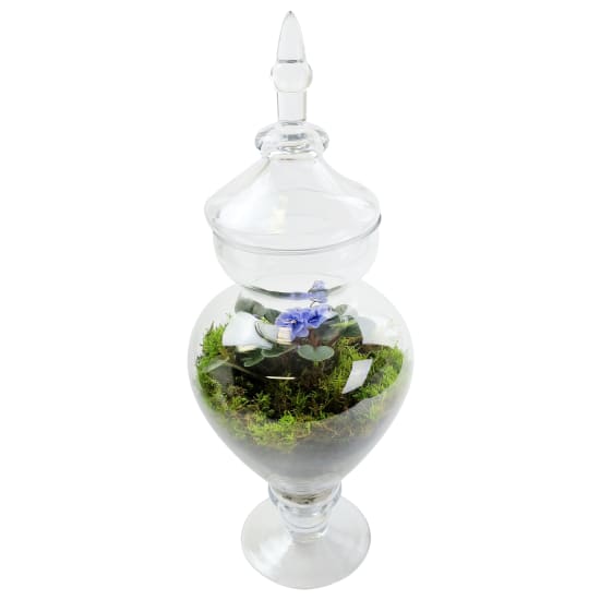 Genie In A Bottle Terrarium - Standard